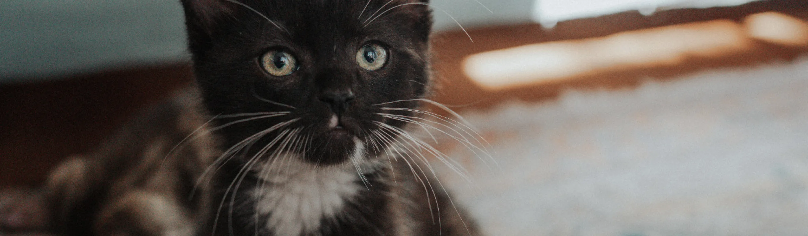 A tuxedo kitten staring into the camera